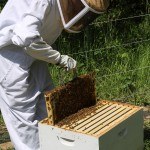 Beekeeper working with hive